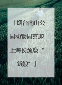 烟台南山公园动物园喜迎上海长颈鹿“新娘”