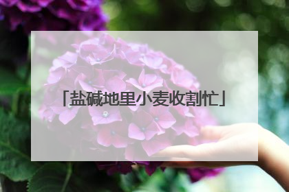 盐碱地里小麦收割忙