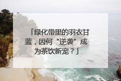 绿化带里的羽衣甘蓝，因何“逆袭”成为茶饮新宠？