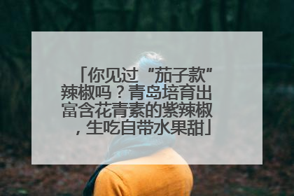 你见过“茄子款”辣椒吗？青岛培育出富含花青素的紫辣椒，生吃自带水果甜