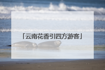 云南花香引四方游客