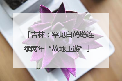 吉林：罕见白鸬鹚连续两年“故地重游”