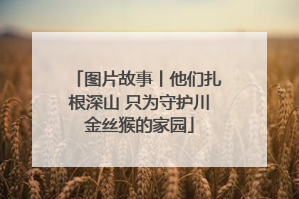 图片故事丨他们扎根深山 只为守护川金丝猴的家园