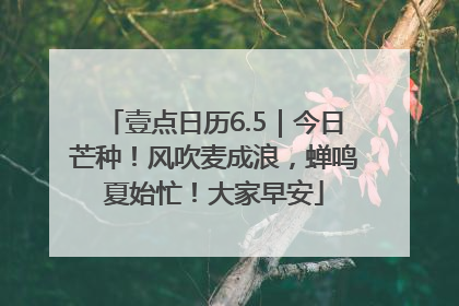 壹点日历6.5｜今日芒种！风吹麦成浪，蝉鸣夏始忙！大家早安