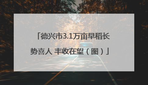 德兴市3.1万亩早稻长势喜人 丰收在望（图）