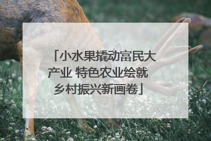 小水果撬动富民大产业 特色农业绘就乡村振兴新画卷