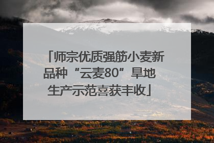 师宗优质强筋小麦新品种“云麦80”旱地生产示范喜获丰收