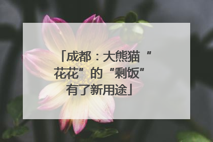 成都：大熊猫“花花”的“剩饭”有了新用途