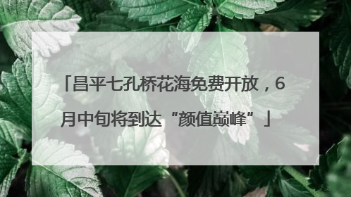 昌平七孔桥花海免费开放，6月中旬将到达“颜值巅峰”