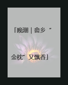 晚潮｜畲乡“金枕”又飘香