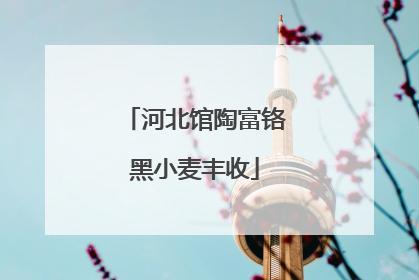 河北馆陶富铬黑小麦丰收