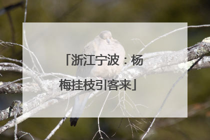 浙江宁波：杨梅挂枝引客来
