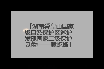 湖南舜皇山国家级自然保护区巡护发现国家二级保护动物——脆蛇蜥