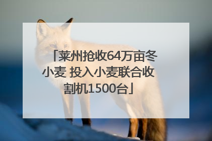 莱州抢收64万亩冬小麦 投入小麦联合收割机1500台