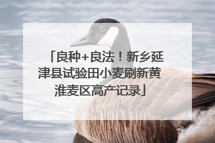 良种+良法！新乡延津县试验田小麦刷新黄淮麦区高产记录