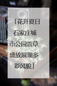 花开夏日 石家庄城市公园萱草盛放展现多彩风貌
