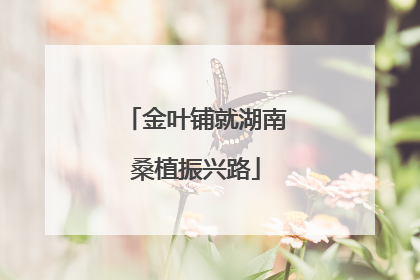 金叶铺就湖南桑植振兴路