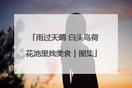 雨过天晴 白头鸟荷花池里找美食｜图集