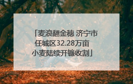 麦浪翻金穗 济宁市任城区32.28万亩小麦陆续开镰收割